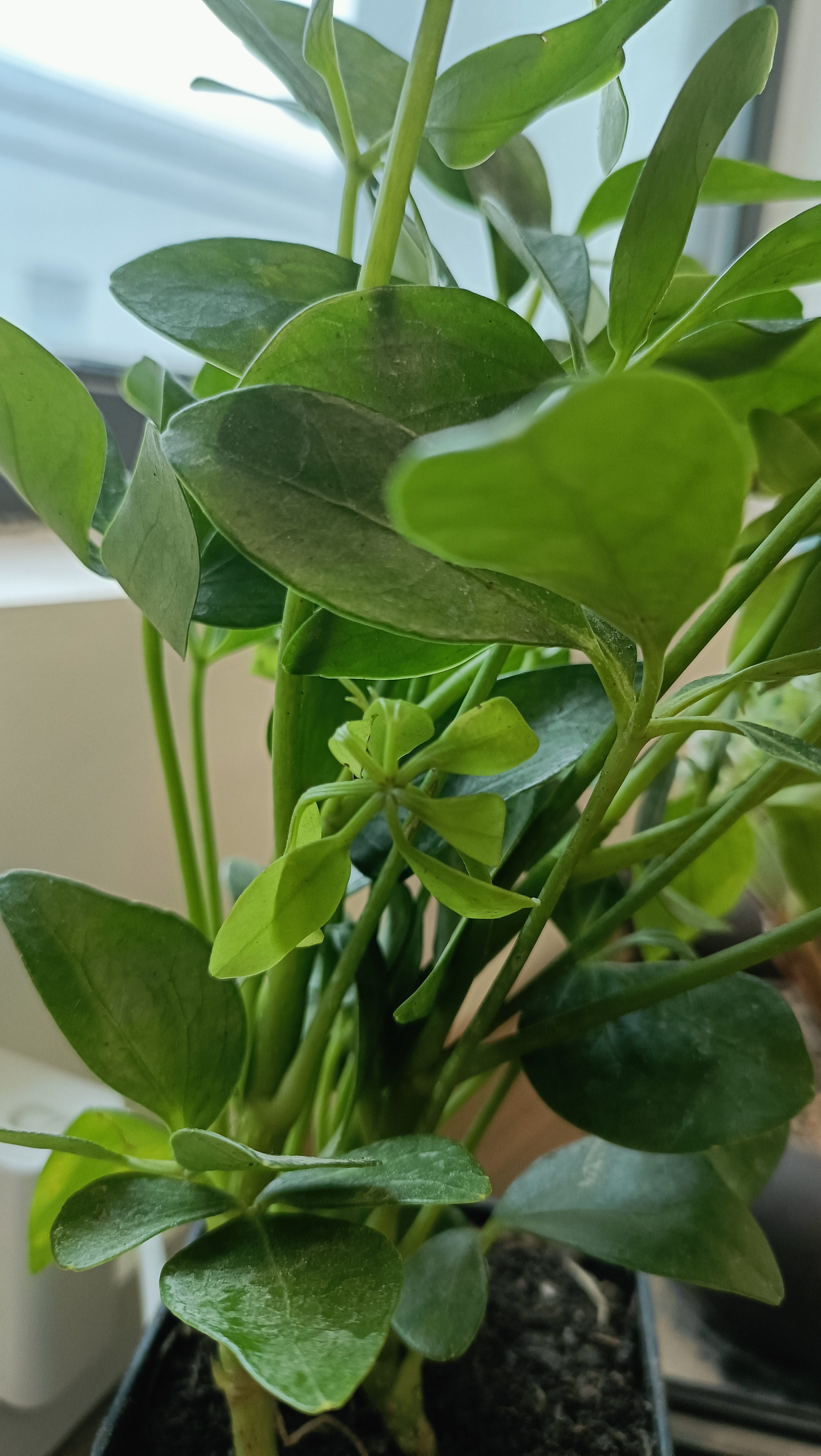 绿萝文竹九里香小叶赤楠禅意盆栽办公室桌面植物小盆景绿植花卉苗 鸭脚木+舍得盆+方底托+青苔 实拍图