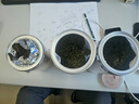 崇芝林国药药材苦荞四川大凉山全颗粒胚芽苦荞芥麦茶黄苦荞茶250g 实拍图
