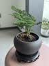 文竹盆栽绿植花卉盆景植物室内客厅水培文松云竹文竹大苗四季常青 文竹+舍得陶瓷盆+塑料圆底托 高度15-25cm 实拍图