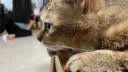 卫仕（NOURSE）猫多维魔方富含猫咪日常所需复合维生素皮肤毛发科学营养补充剂 【先试后买】猫多维70片 实拍图