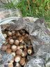 南同神州肇庆芡实150g大颗特级鸡头米红皮芡实株洲煲汤可搭四神汤料 实拍图