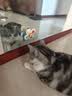 憨憨乐园猫玩具吸盘猫咪转转乐逗猫幼猫小猫逗猫棒自嗨解闷神器玩具 实拍图