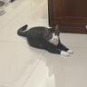 素力高（SolidGold）猫粮金素鸡 成猫幼猫进口高蛋白12磅/5.44kg 实拍图
