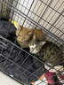 好主人猫粮 成猫猫粮 全价成猫天然粮通用鸡肉味 2.5kg/5斤 实拍图