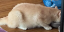 伟嘉猫粮 吐毛球成猫夹心粮海洋鱼1.4kg控制毛球全价粮全猫通用 实拍图