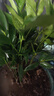 花行榜驱蚊竹柏水培驱蚊植物盆栽办公室桌面花卉水养办公室绿植源头直发 实拍图