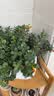 格力新风空调云舒氧 1.5匹 一级能效双排铜管 健康舒适风不吹人 挂机国家补贴KFR-35GW/NhHf1BAj 实拍图