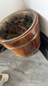 京东物流 泡脚桶木桶足浴桶家用木质洗脚盆过脚桶按摩足浴盆碳化 碳化26cm单边+足浴粉 实拍图