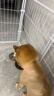 麦富迪狗粮 藻趣儿狗粮成犬粮牛肉螺旋藻 均衡营养7.5kg/15斤 实拍图