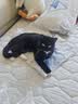 BOTH 烘焙猫粮 幼猫成猫全阶段 鸭肉梨泪痕管理 猫粮试吃200g 实拍图