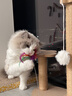 HELLOJOY猫抓板猫爬架一体耐磨不掉屑剑麻抓柱耐抓逗猫棒猫咪玩具自嗨解闷 实拍图