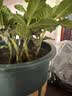 迷迭香苗盆栽可食用驱蚊植物香草薄荷苗绿植物室内煎牛排水培花卉 2盆迷迭香大盆苗约20cm高+加仑盆 实拍图