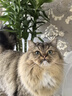 富美内特（FURminator）梳子猫咪去浮毛底绒梳开结梳猫毛梳布偶缅因美毛护毛长毛猫小号 实拍图
