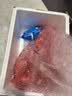慧鲜森新鲜猪排骨猪肋排新鲜冷冻猪小排猪精排烧烤食材猪肉生鲜 猪排骨净4斤 实拍图