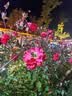 京鲜生【每日鲜蛋】无抗谷物鸡蛋30枚 3.18斤 当日产蛋 当日发货 实拍图