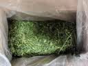 喜帅烘干紫花苜蓿草 幼兔兔粮牧草干草龙猫荷兰猪磨牙饲料净重750g 实拍图