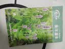 寿禾藿香种子种苗食用香草家庭阳台种植 潍丰香洋藿香种子2000粒 实拍图