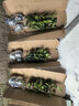 御卉阁茶花盆栽带花苞四季开花室内阳台好养浓香型山茶花树苗花卉绿植 五色赤丹(强力推荐) 4年苗【当年开花】 实拍图