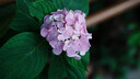 腾龙（Tamron）A078S 35-100mm F/2.8 Di III VXD大光圈变焦镜头 索尼全画幅微单镜头(索尼全幅E口) 实拍图