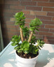花翁室内客厅多肉绿植物花卉盆栽玉锦金钱木老桩（白莲花盆）源头直发 实拍图
