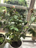 景郁春 JIRYUCUR玫瑰花苗特大花月季花苗绿植阳台盆栽蔷薇花苗戴安娜源头直发 实拍图