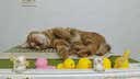 GO！SOLUTIONS原装进口 无谷九种肉全猫粮16磅/7.26kg 多肉成猫幼猫通用粮 实拍图