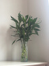 富贵竹水培植物室内招财绿植插瓶插花净化空气办公桌面转运竹 富贵竹65cm5支 实拍图