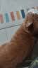 KINGJERRY中老年猫粮2.5kg老猫高龄猫均衡体态猫粮猫咪添加鸡肉松 中老年无谷猫粮5斤添加鸡肉松 实拍图