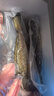 仙泉湖三去斑点尾鲈鱼1斤单条净膛后冷冻肉厚刺少海鲜水产生鲜食材 实拍图