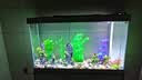 森森（SUNSUN）大型鱼缸底过滤水族箱客厅家用落地玻璃生态金鱼缸 【实时温显+灯控】珍珠白 1.2米长35cm宽 实拍图