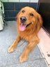 麦富迪狗粮 藻趣儿狗粮成犬粮牛肉螺旋藻 均衡营养15kg/30斤 实拍图