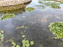 湃速专用12-19款东风日产新轩逸雨刮器原厂原装汽车雨刷片16胶条26+14 实拍图
