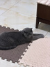 pidan猫砂 纯豆腐猫砂2.4kg*4包强力吸臭不易带出 可冲厕所非膨润土砂 实拍图