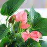 行湘水培绿植粉掌盆栽花卉水养鲜花好养活 粉掌2株【不含盆】源头直发 实拍图
