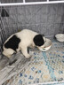 贝初众狗笼小中大型犬狗笼子猫笼带厕所加粗折叠宠物笼子柯基笼幼犬狗笼 白色加粗狗笼62*43*53【15斤内】 白色带厕所托盘 清洁方便 无毛边无倒刺不卡脚 实拍图