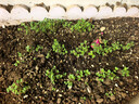 帕森（PARZIN）偏光太阳镜男 范丞丞同款双梁飞行员框眼镜驾驶墨镜男礼物PZ8380 实拍图