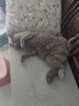 弗列加特 96%高肉含量主食营养猫条 成猫湿粮 牛肉金枪鱼15g*50支 实拍图