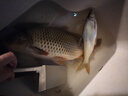 龙王恨鱼饵野战蓝鲫香腥钓饵江河湖库黑坑野钓鲫鱼鲤鱼草青鳊鱼钓鱼饵料 实拍图