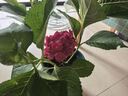 绣球花苗无尽夏带花苞四季开花绣球花盆栽庭院好养花卉植物室内花 烈焰【大花绣球-可调色】 精品大苗【花期带花苞】原盆宽18cm高45cm 实拍图