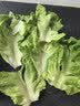 【烧烤季】钟灵山罗马生菜400g 实拍图