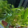 疯狂水草水草植物直接入缸火山石生态鱼缸造景全套30-50cm缸源头直发包邮b 晒单实拍图