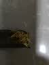 鲜窝窝 海笋干货 海茸 海松茸海草冰笋海龙筋海菜 海藻笋凉拌菜108g 实拍图