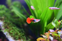 百因美鱼盐 鱼缸清洁盐 清洁净水海盐观赏鱼水族专用矿物盐 实拍图