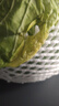 山东新鲜甘蓝包菜卷心菜圆白菜新鲜嫩绿莲花白现摘现发早餐减脂 新鲜包菜 2.8斤净重 人工挑拣 实拍图