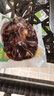 十月稻田七色糙米杂粮饭团 100g*7  免煮速食 低脂健身 饱腹杂粮饭团 实拍图