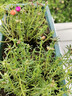 花翁重瓣太阳花苗宿根多年生枝条混色植物盆栽绿植花卉耐晒源头直发 实拍图