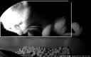 小佩AI宠物智能自动双子星喂食器可视版2代 多猫识别(支持鸿蒙智联) 实拍图