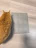 HELLOJOY防猫刺钉驱猫神器防猫爬刺垫沙发保护猫狗隔离禁区刺网垫 6片装 实拍图