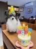 果思萌 宠物狗狗生日猫咪蛋糕手工自制泰迪金毛柯基宠物零食定制含头像 4寸鸡肉（不含头像） 实拍图