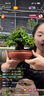 史丹利硬质珍珠岩颗粒蛭石土壤多肉兰花专用养花通用大保温营养土5L 实拍图